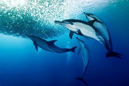 sonar dolphins